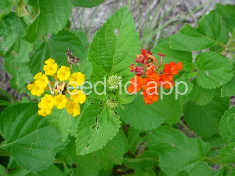 lantana, largeleaf